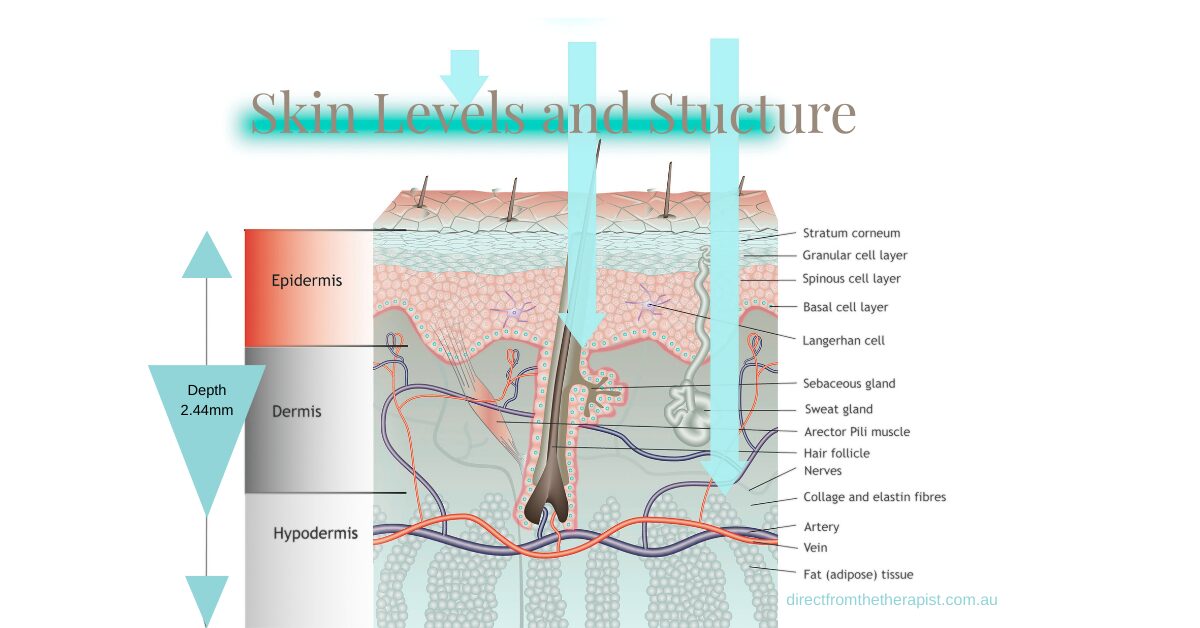 Diagram of human skin cross-section showing three layers: epidermis, dermis, and hypodermis. Labels identify structures like hair follicles, nerves, glands, and blood vessels. Light blue arrows point downward into the skin.